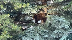 Black bear treed after raiding garbage cans and being aggressive to people in a Ketchum neighborhood. Bear was euthanized and two cubs taken to a wildlife rehabilitation.