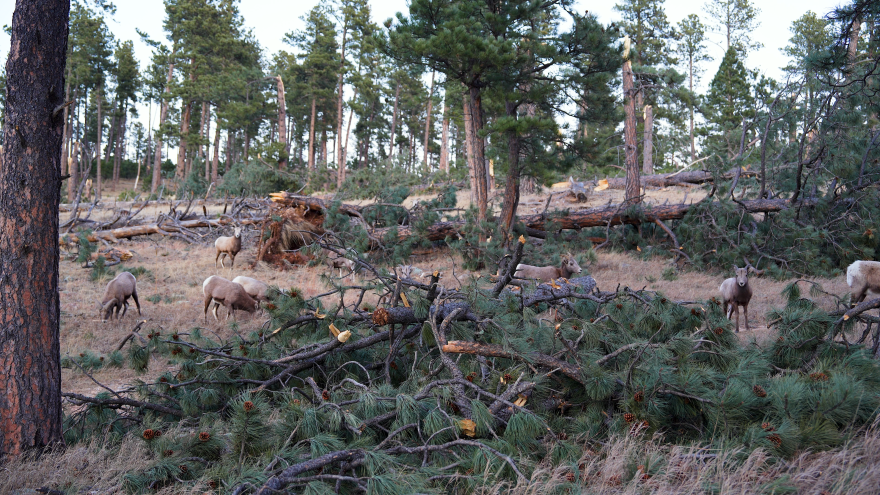 A herd of big horn sheep graze next to fallen trees that were destroyed in the historic December windstorm in Custer State Park.