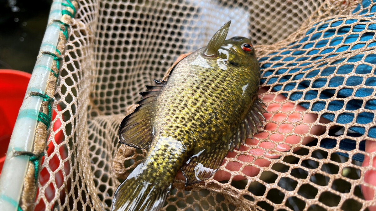 Officials investigating if fish along Roanoke River have PFAS in their bodies - Vimarsana News