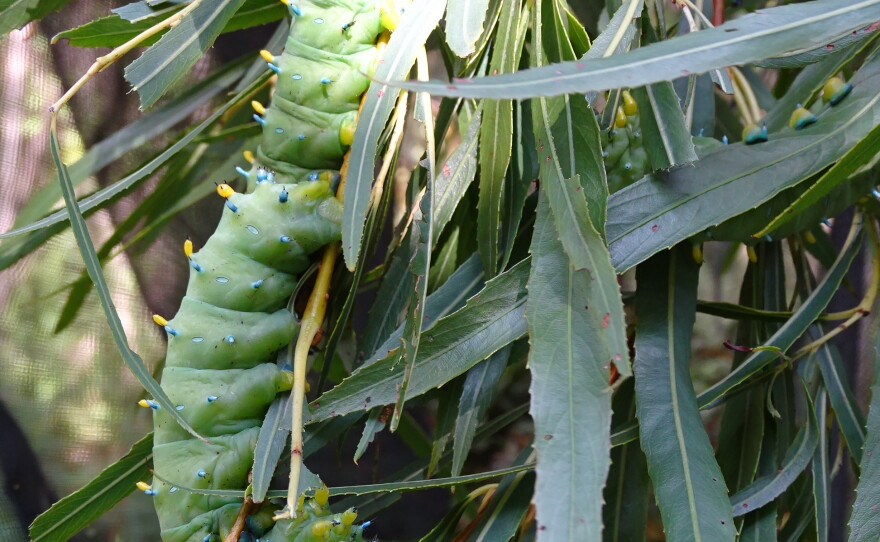 Cercropia caterpillars. When they emerge, the moths are 3 to 4 inches long.