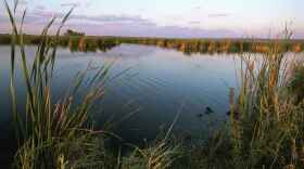 Wetland sunrise water and reeds in foreground with plant growth in background