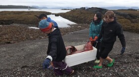 A team carries the goose-beaked whale fetus to their boat.