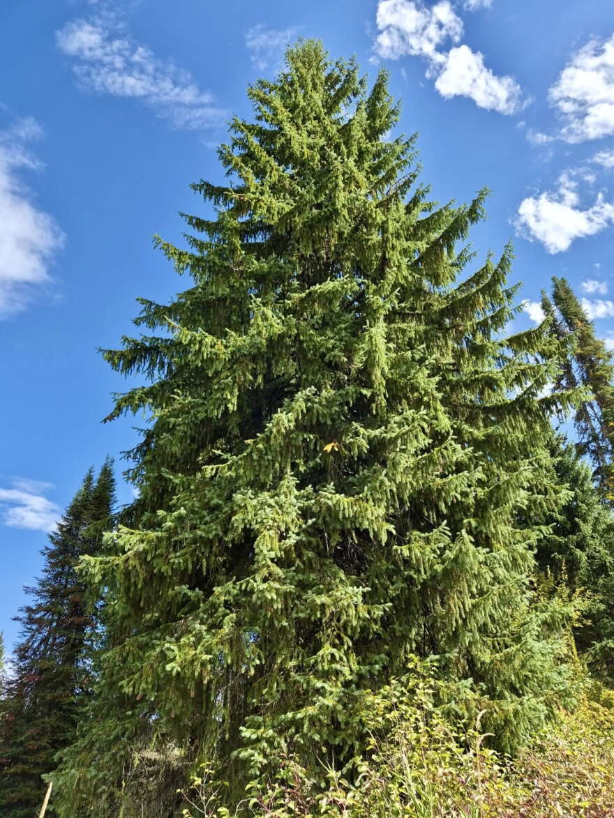 A tall green spruce tree stretches to a blue sky in the forest. 