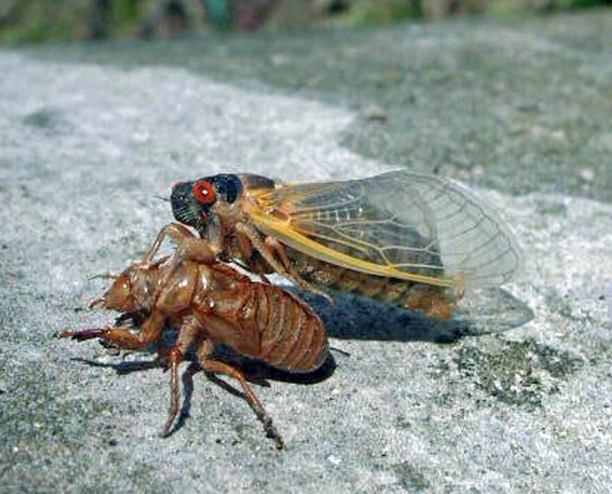 cicada2.jpg