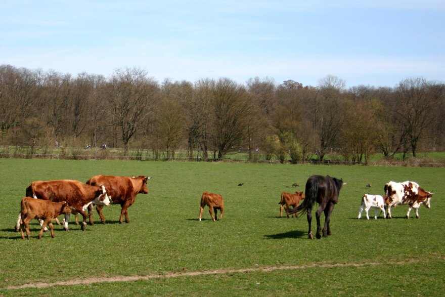 cows and horses in pasture