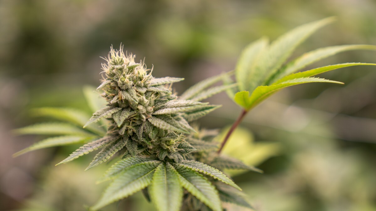 Improved Access To Medical Marijuana: Exploring The Benefits Of A Louisiana Medical Marijuana Card Improved Access To Medical Marijuana: Exploring The Benefits Of A Louisiana Medical Marijuana Card