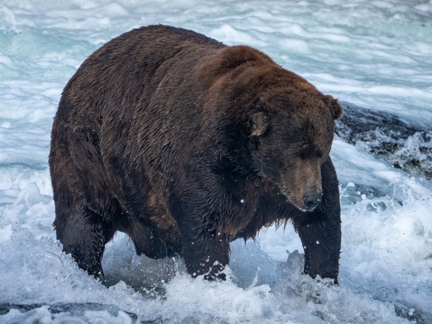 After surviving a ballot-stuffing attempt, 747 — whose ID number fittingly echoes a jumbo jet — vanquished the upstart female 901, seizing the 2022 Fat Bear Week championship.