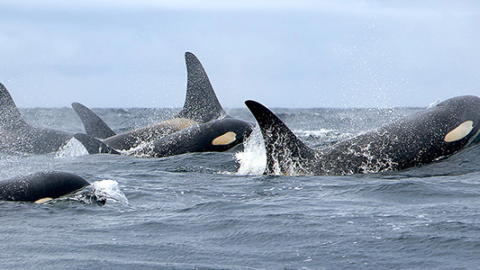 San Juan County waters are critical habitat for Southern Resident killer whales, whose feeding capability is disrupted by underwater noise.