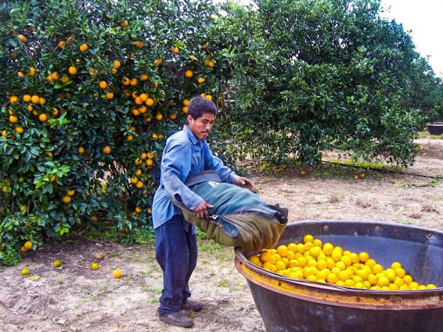 A farmworker in Indian River County, Florida harvests lemon citrus.