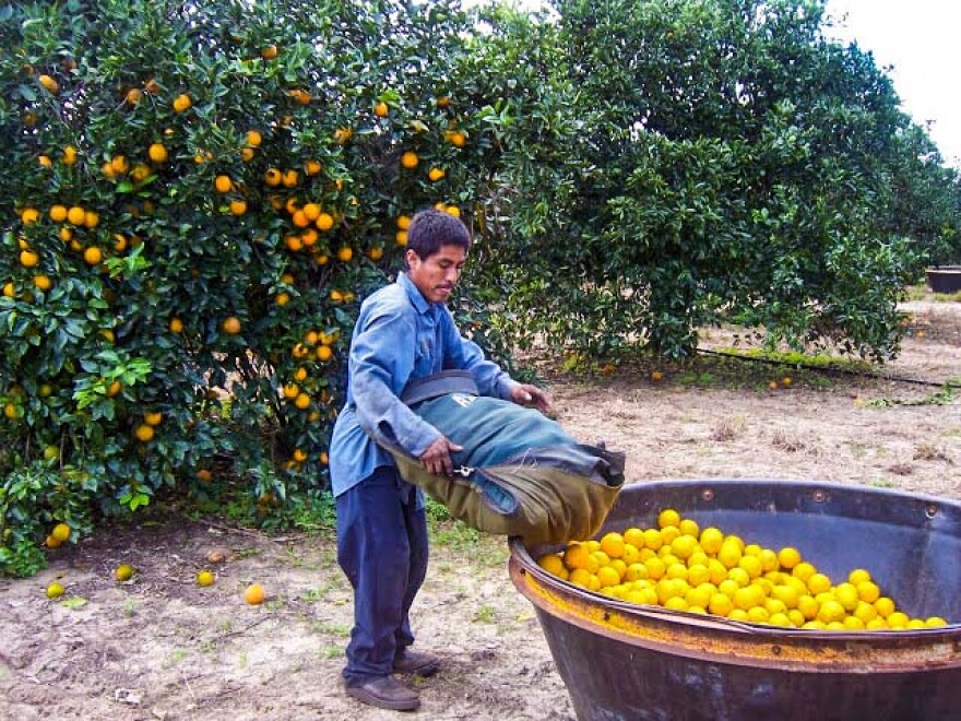 A farmworker in Indian River County, Florida harvests lemon citrus.