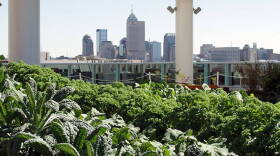 The Indianapolis skyline is seen beyond rows of kale growing in the Sky Farm at Eskanazi Health in 2014.