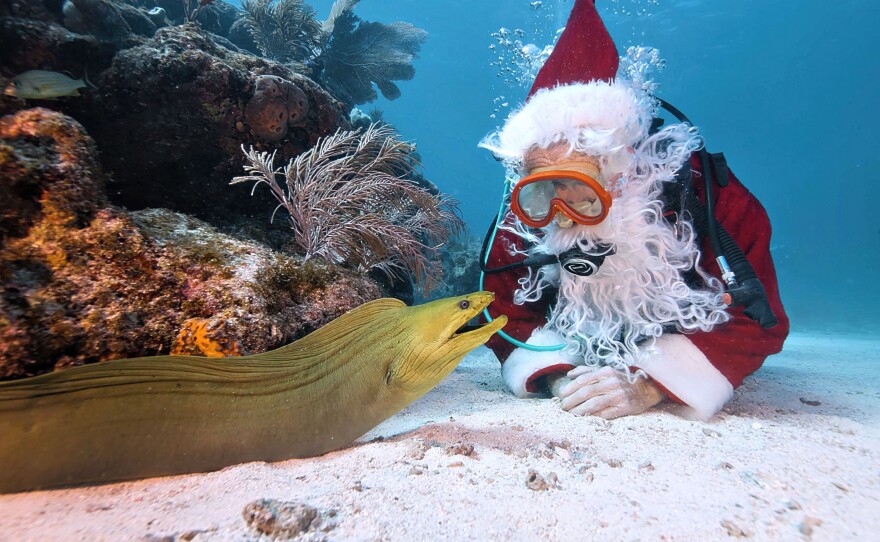 Ho-Ho-Whoa! A giant green moray eel appears to share its Christmas wish list with Spencer Slate, dressed as Santa Claus, during an underwater dive Saturday, Dec. 20, 2025, at Pleasure Reef off Key Largo in the Florida Keys National Marine Sanctuary. Slate, the owner of Captain Slate's Scuba Adventures, has been bringing holiday cheer to the underwater residents of the Florida Keys reef for 35 years. (Frazier Nivens/Florida Keys News Bureau)
