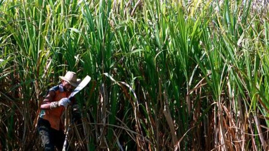  A Cuban sugarcane cutter