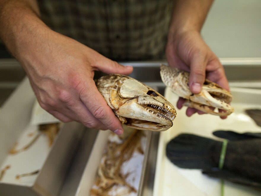 A bowfin skull.