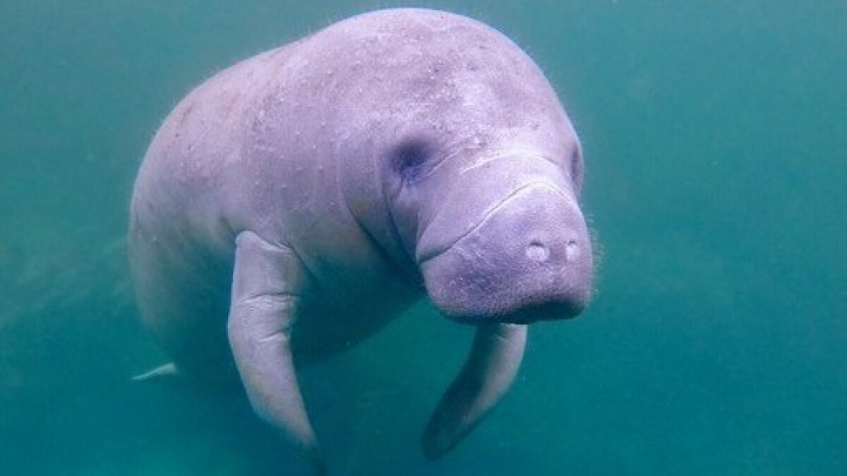 Lee County leading state in manatee deaths; 87 so far in 2023 - Vimarsana News