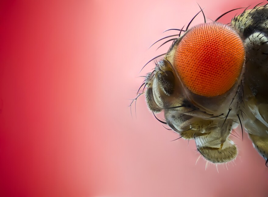 It may plague your summer peaches and plums, but the fruit fly is "one of the most important animals" in medical research, says conservationist Anne Sverdrup-Thygeson.