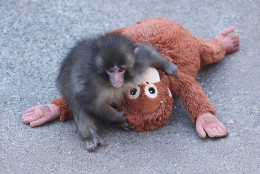 This photo taken on February 19, 2026 shows a 7 month-old male macaque monkey named Punch, who was abandoned by his mother shortly after birth, spending time with a stuffed orangutan toy at Ichikawa City Zoo and Botanical Gardens in Chiba Prefecture. (Jiji press/AFP via Getty Images)