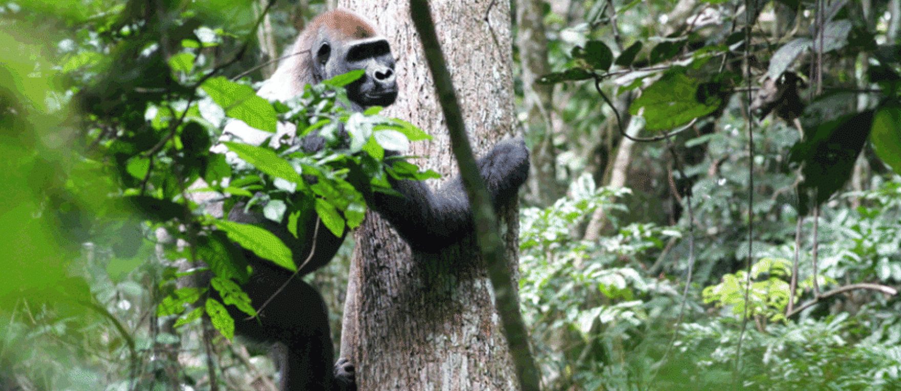 Monitoring Ape Populations In The Congo Basin WVXU