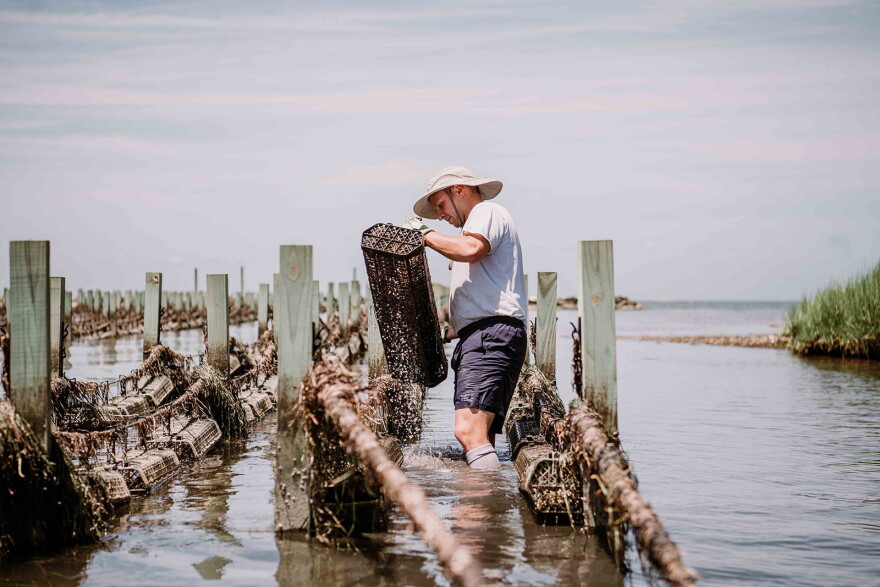Alex Lambert harvests oysters, in happier times before the algal bloom swept into Hungars Creek and devestated his oyster crops.
