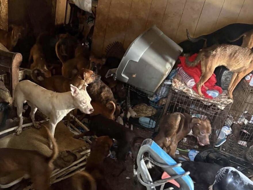 Over 80 dogs of all ages were found in Kansas City's Northwest neighborhood on Aug. 15, 2026. The dogs were visibly emaciated with their fur covered in urine and feces.
