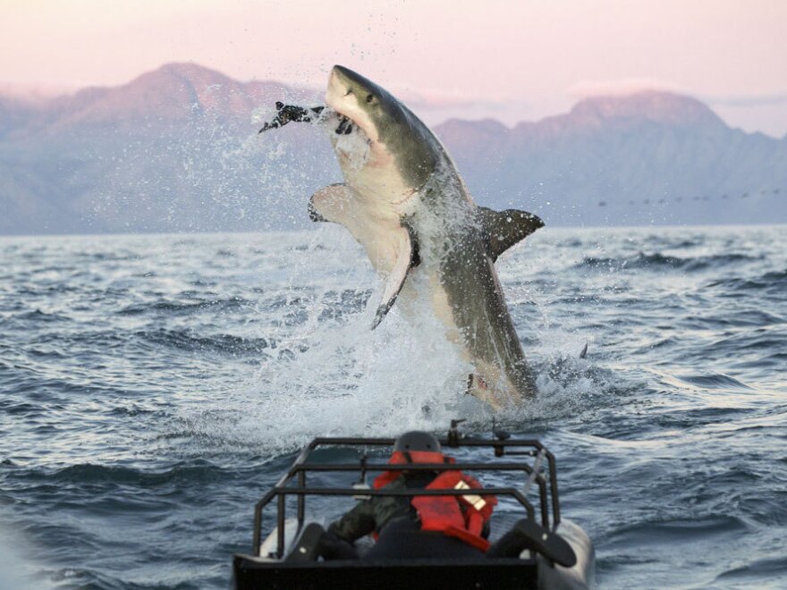 In a scene from the "Shark Week" show <em>Air Jaws Apocalypse</em>, a great white shark goes after a seal.