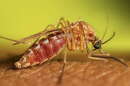 An undated photo of a female Culex mosquito taking a blood meal from a person. Mosquitoes require blood for their reproductive cycles, but can also be a serious vector in spreading diseases, such as West Nile, between humans and other animals.