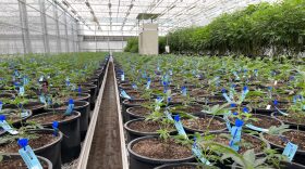 Marijuana can’t pass over state lines because it’s still federally illegal, and state law mandates that all marijuana must be grown within the state.