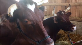 Some of potential "patients" for Purdue veterinarians at the Indiana State Fair.