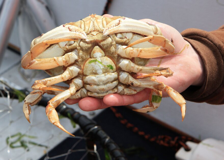  A Dungeness crab, one of many significant catches for Oregon's seafood industry.  