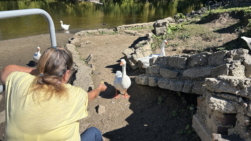 A woman holds out food to a white Embden goose