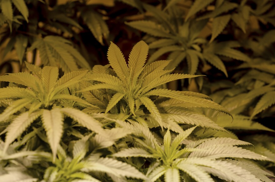 Medical Marijuana advocates United for Care are continuing preparations for the 2016 ballot.
