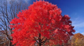 A bright red maple tree is centered in a park.