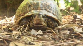 A box turtle and two gopher tortoises are still missing from the Santa Fe College Teaching Zoo. The case's main defendant was sentenced to 36 months of probation on Thursday. (WUFT News file photo)