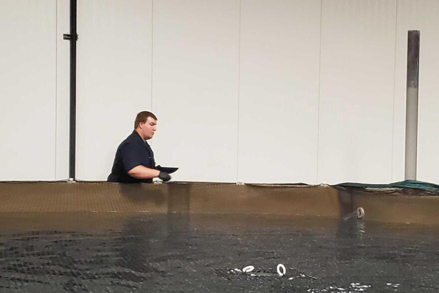 AquaBounty Technologies employee feeds Atlantic salmon at Indiana facility in 2019.