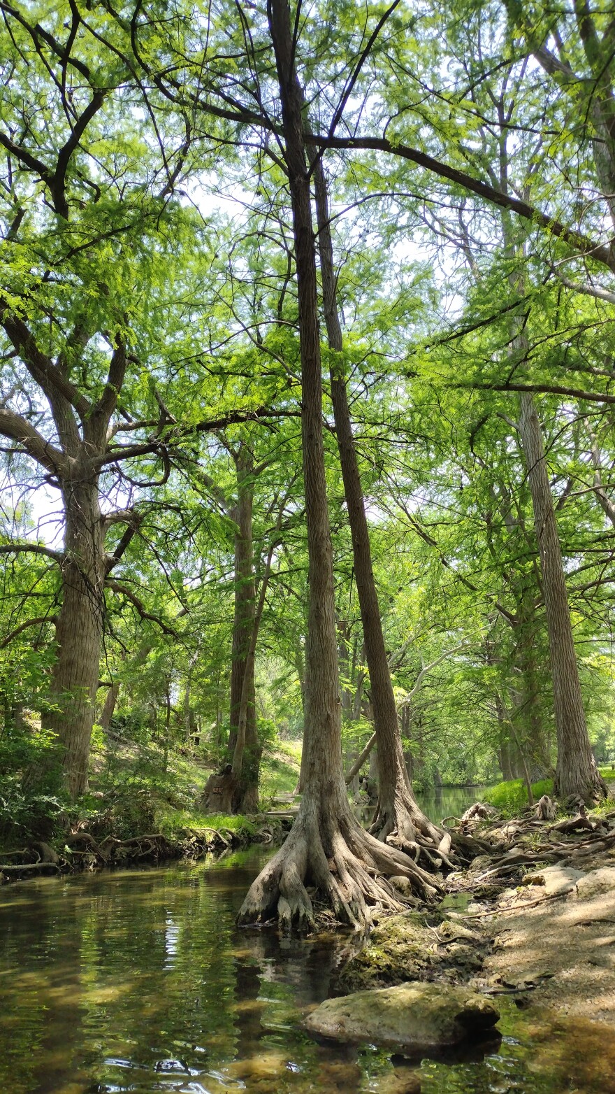 Cypress Creek and its surrounding vegetation in Wimberley, Texas is a prime example of a riparian zone.