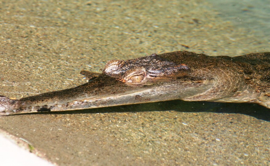 African slender-snouted crocodiles