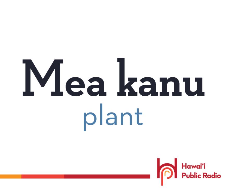 Mea kanu means plant, like that potted one you have in your office or living room. It is a planted thing, a mea kanu. Don't confuse it with that big tree outside, that's a kumu lā’au.