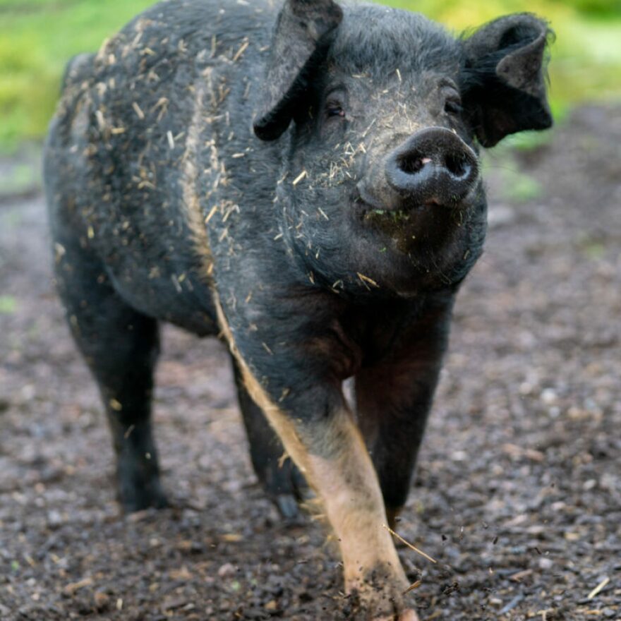 One of Barn Sanctuary's pig residents walks up to the gate to receive it's daily vitamins and supplements at their farm in Chelsea, MI on June 19, 2025.
