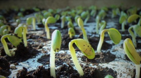 A $600,000 grant from the U.S. Agriculture Department will allow a team of Kentucky State University professors and graduate students to study how to increase protein levels in soybean.