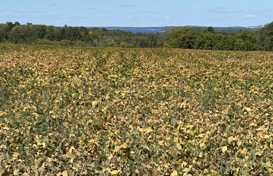A field in Addison County from this summer shows parched crops. Addison County recorded the most acres affected by the dry summer.