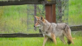 A coyote in a park in Santa Clara County, California.