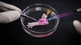 In the study, muscle cells were injected into the cell-free "scaffolding" of a rat limb, which provided shape and structure onto which regenerated tissue could grow.