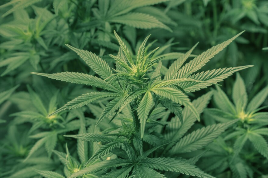 Marijuana