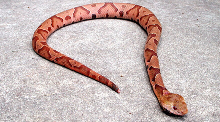 Southern Copperhead