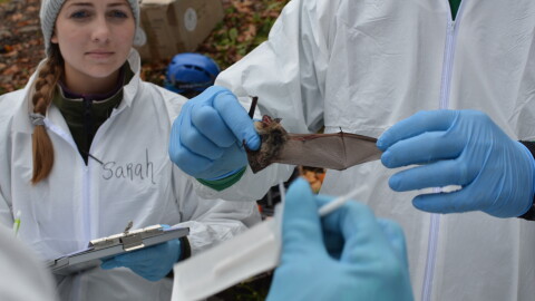 Little brown bats being examined.
