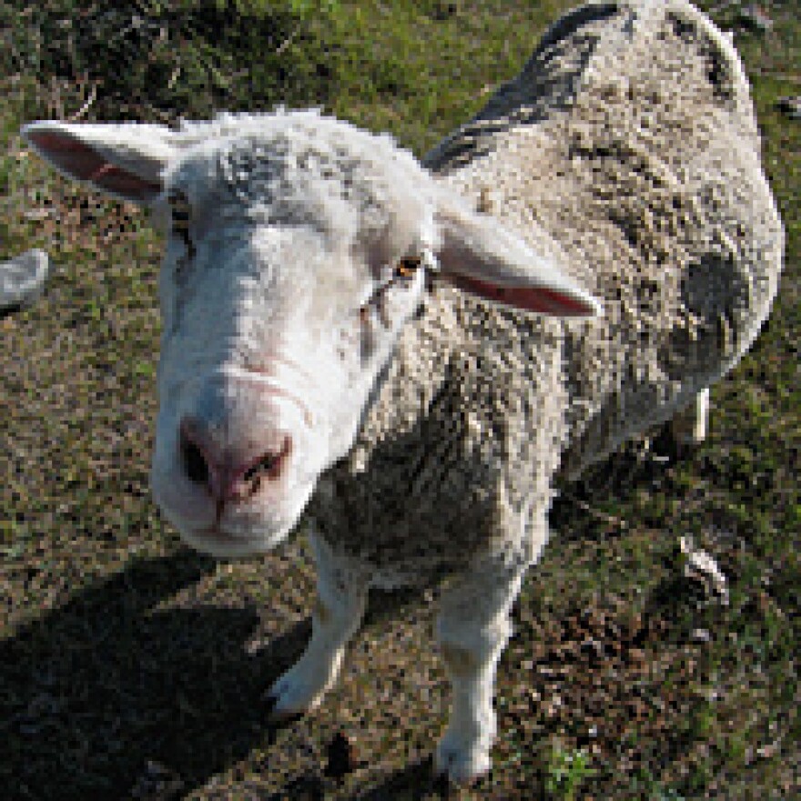 The flock Urbigkit manages, along with her husband and son, near Pinedale, Wyo., numbers about 140 ewes.