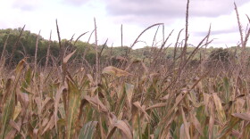 Farmers are beginning to enter their fields, and many are unsure of what their return yields will be.