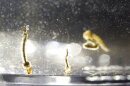 Wormlike tiny brownish mosquito larvae swim in a container of water.  