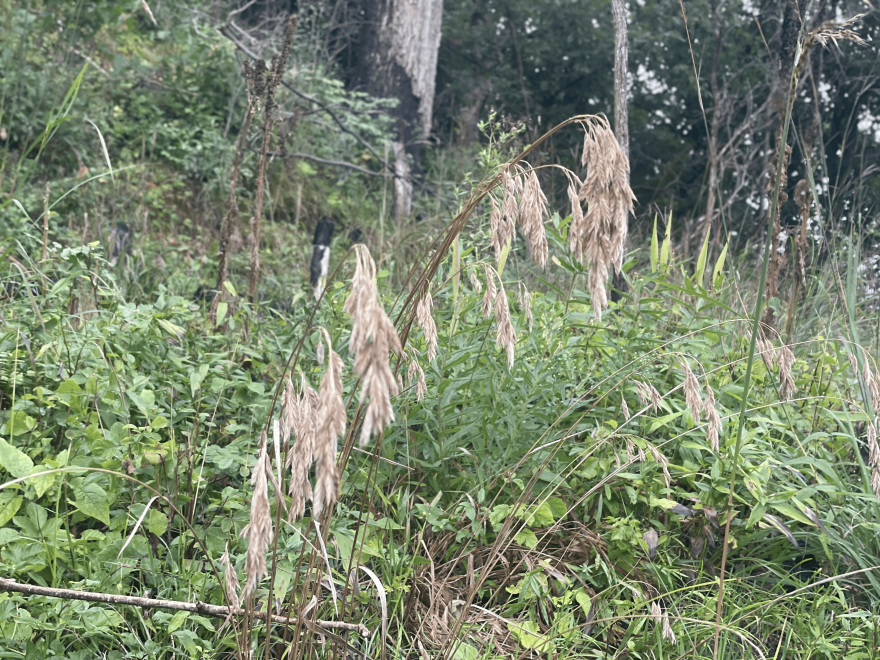 Bromus kalmii (prairie brome)