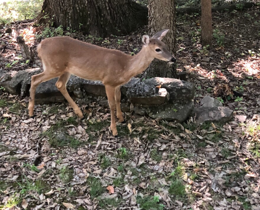 A six-month old fawn, with faded spots, browses for acorns in Fayetteville.